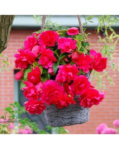 Begonia Cascade Pink