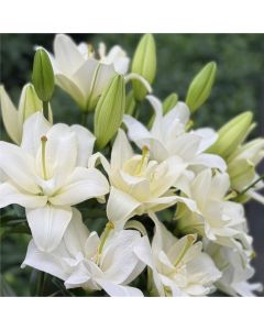 Lily Belvedere - Double Flowering Fragrant Pollen Free Lily Flowers - Pack of THREE Lilium Bulbs