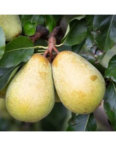 Pear Tree - Beth Pear Tree - Beth