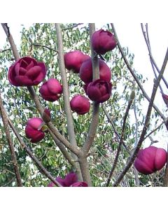 Magnolia Tree Black Tulip