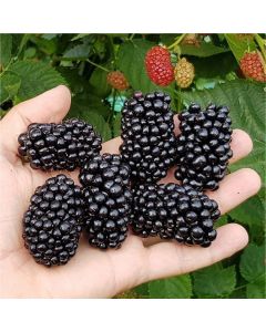 Blackberry Ouachita - GIANT Fruited Commercial Thorn-less Blackberry Plants
