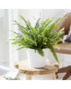 Nephrolepis Boston Fern - LARGE Plant with Contemporary White Pot