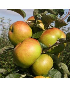 Apple Tree - Bramley's Seedling (MM106) - 140cm