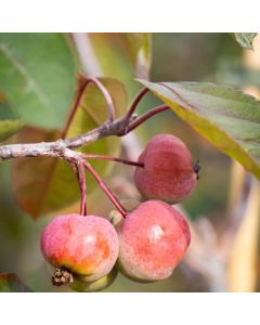 Crabapple Tree - Malus Scarlet Brandywine - 110-130cm