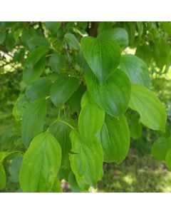 Rhamnus Cathartica - Buckthorn - Bare Root Hedging 60-80cm - Pack of 12 Rhamnus Cathartica - Buckthorn - Bare Root Hedging 60-80cm - Pack of 12