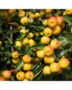 Crabapple Tree - Malus Butterball