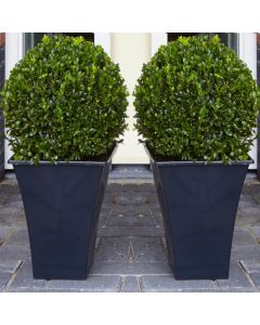 Pair of Premium Quality Topiary Buxus BALLS with stylish contemporary Flared SLATE BLACK Planters