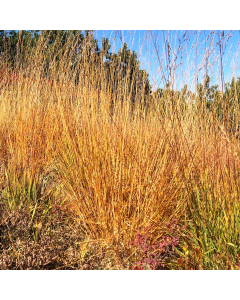 Molinia caerulea 'Heidebraut'