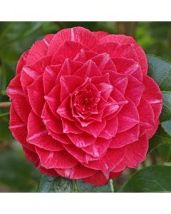 Camellia japonica Principess Baciocchi