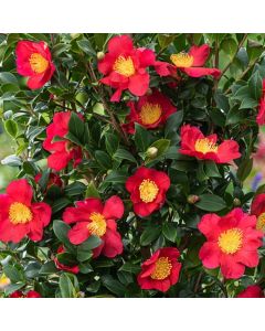 Camellia Yuletide