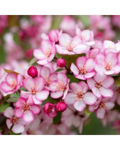 Crabapple Tree - Malus Candymint Crabapple Tree - Malus Candymint