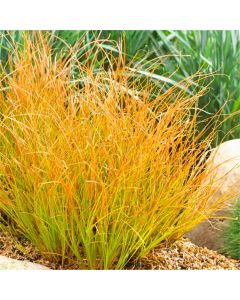 Carex testacea 'Prairie Fire'