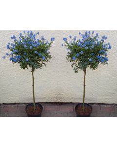 Pair of Evergreen California Lilac Trees - Patio Standard Ceanothus repens