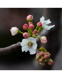 Pear Tree - Pyrus Chanticleer - 120cm