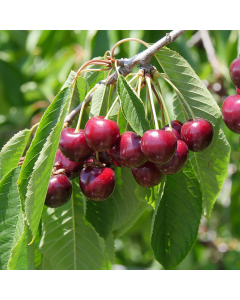Cherry Tree - Sunburst Patio (Gisela 5) - 150-170cm Tall