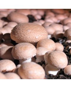 Chestnut Mushroom Grow Kit - Produce your own Tasty Crops at Home