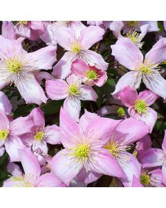 Clematis montana Pink Perfection