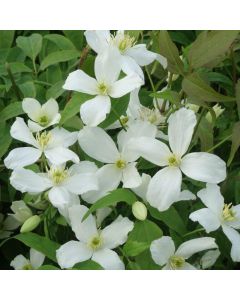 Clematis montana Grandiflora
