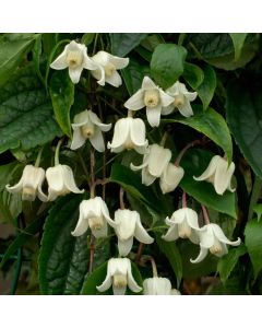Clematis Winter Beauty - Evergreen, Hardy, Winter blooming climber