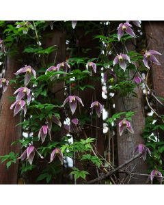 Clematis Columella - Spring Flowering Clematis