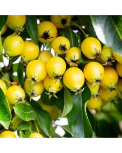 Crabapple Tree - Malus Comtesse de Paris Crabapple Tree - Malus Comtesse de Paris
