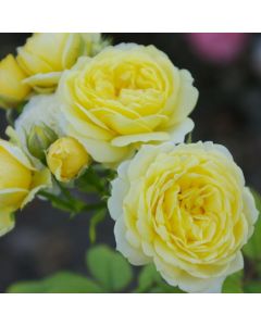 Rose Comtesse du Barry - Floribunda Rose
