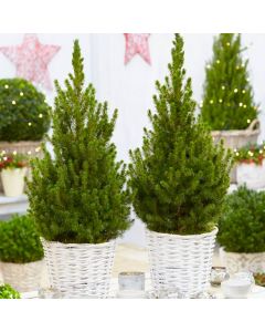 Pair of 80-90cm Contemporary Christmas Trees in Festive Baskets