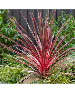 Cordyline australis 'Charlie Boy' - Torbay Palm
