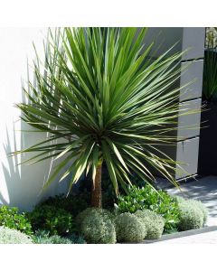 SPECIAL DEAL - Cordyline australis - GIANT EXTRA LARGE 5-6ft Specimen Palm