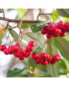 Cotoneaster Cornubia - Large Tree