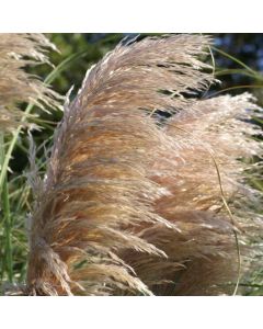 Cortaderia Copper Mistral  'Pampas Grass'