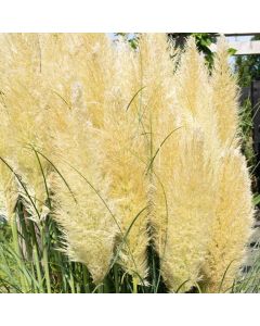 Cortaderia selloana Evita - Pampas Grass