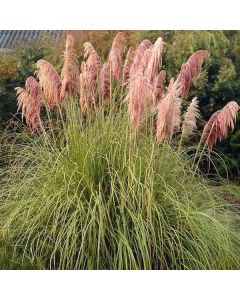 Pampas Grass - Cortaderia Pink Mistral