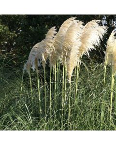Pampas Grass - Cortaderia  White Mistral