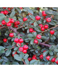 Cotoneaster suecicus 'Skogholm'