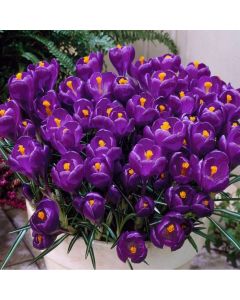 Crocus Ruby Giant - Pack of 8