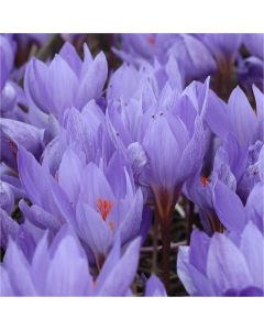 Crocus - Autumn Flowering Crocus speciosus - Pack of 50 Bulbs