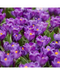 Crocus Flower Record - In Bud & Bloom