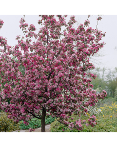Crabapple Tree - Malus Rudolph Crabapple Tree - Malus Rudolph