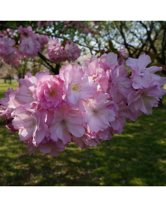 Prunus Beni Yutaka - Cherry Blossom Tree - Circa 180-200cm Tall