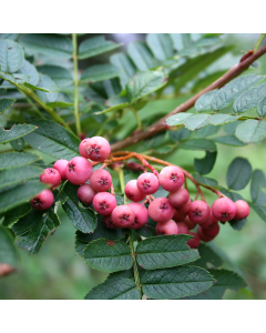 Sorbus Vilmorinii - Vilmorin's Rowan
