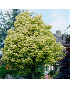 Acer Platanoides 'Drummondii' - Variegated Norway Maple Tree - Circa 2m Tall