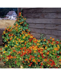 Nasturtium Tall Climbing Mix
