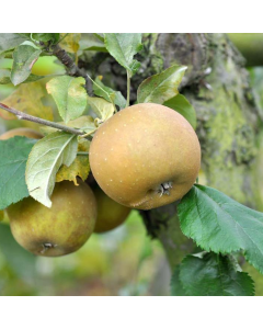 Apple Tree - Egremont Russet (M26) - 120cm