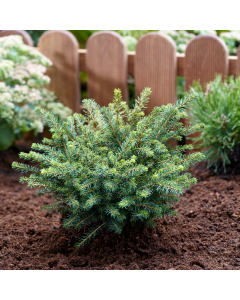 Picea omorika 'Karel' - Siberian Spruce