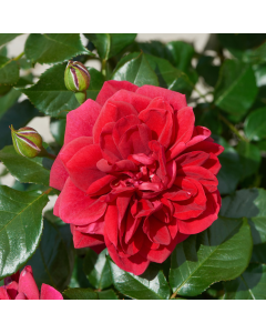 Rose Palace Isla ™ - Patio Shrub Rose