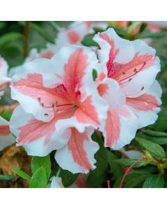 Azalea Rhododendron Encore 'Starburst'