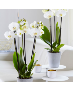 MOTHERS DAY - Phalaenopsis - White Orchid