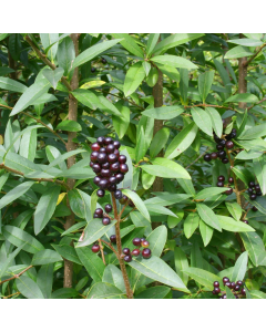 Ligustrum Vulgare - Wild Privet - Bare Root Hedging 60-80cm - Pack of 24 Ligustrum Vulgare - Wild Privet - Bare Root Hedging 60-80cm - Pack of 24