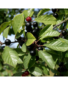 Rhamnus Frangula - Bare Root Hedging 80-100cm - Pack of 12 Rhamnus Frangula - Bare Root Hedging 80-100cm - Pack of 12